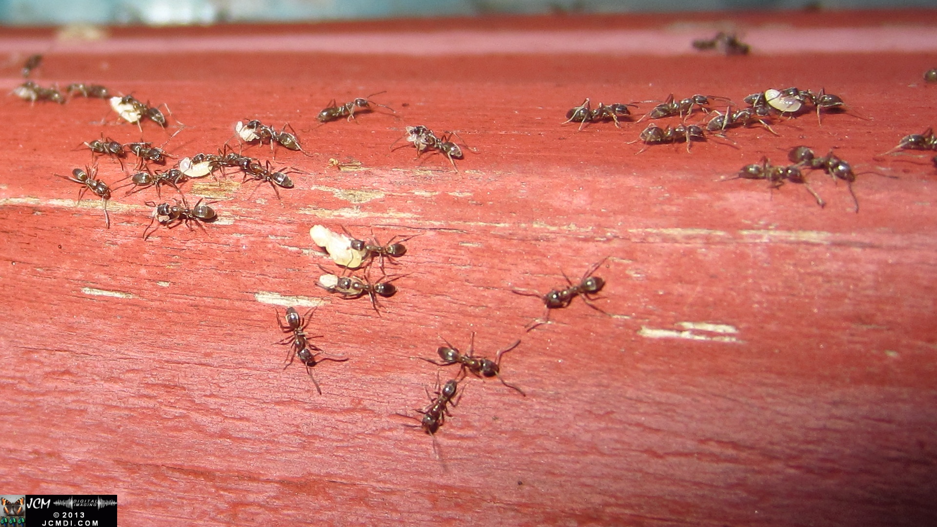 Save the Larvae! Argentine Ants abondoning flooded nest